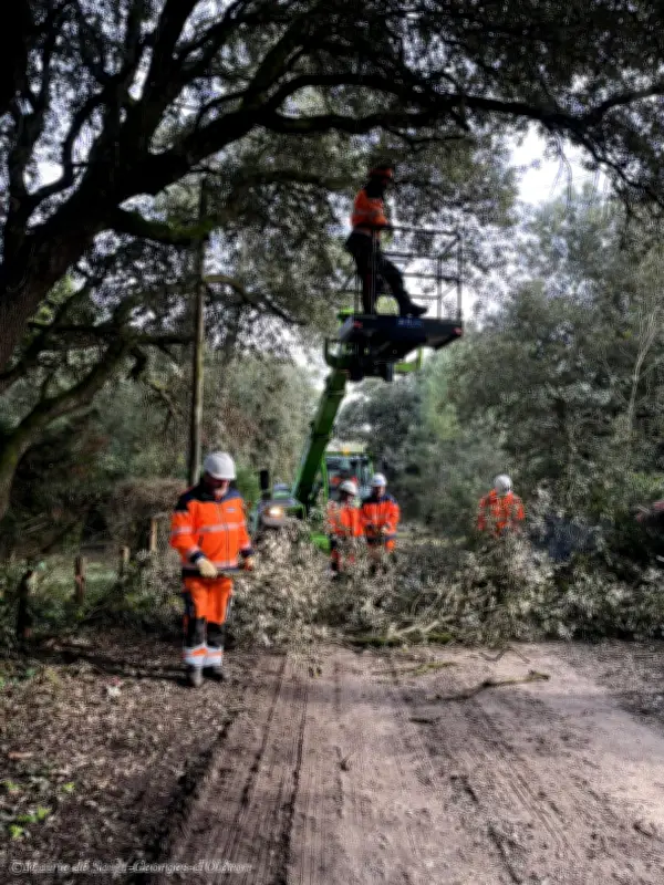 Saint-Georges-d'Oléron lance une campagne d'élagage pour prévenir les incendies