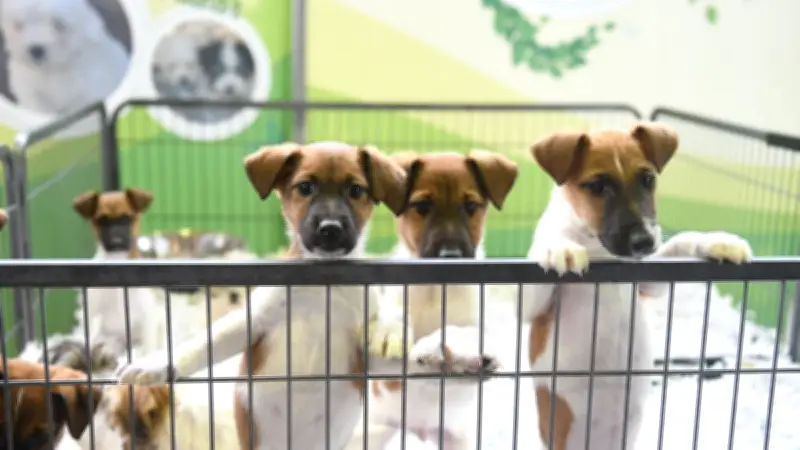 Salon de vente de chiots à Montpellier : Le débat sur la marchandisation des animaux relancé