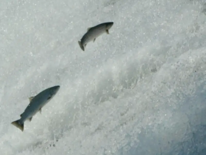 Saumon atlantique en péril : l'interdiction de pêche maintenue face au déclin alarmant