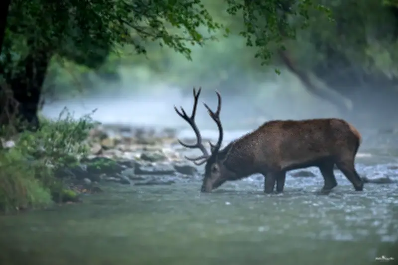 Sauternes : une expo-vente photo pour aider le parc animalier de Landiras après la tempête Nils