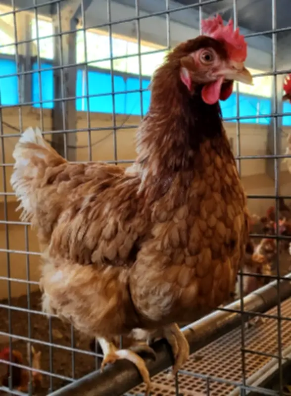 Sauvetage de poules de réforme Lohmann à Sainte-Nathalène ce samedi