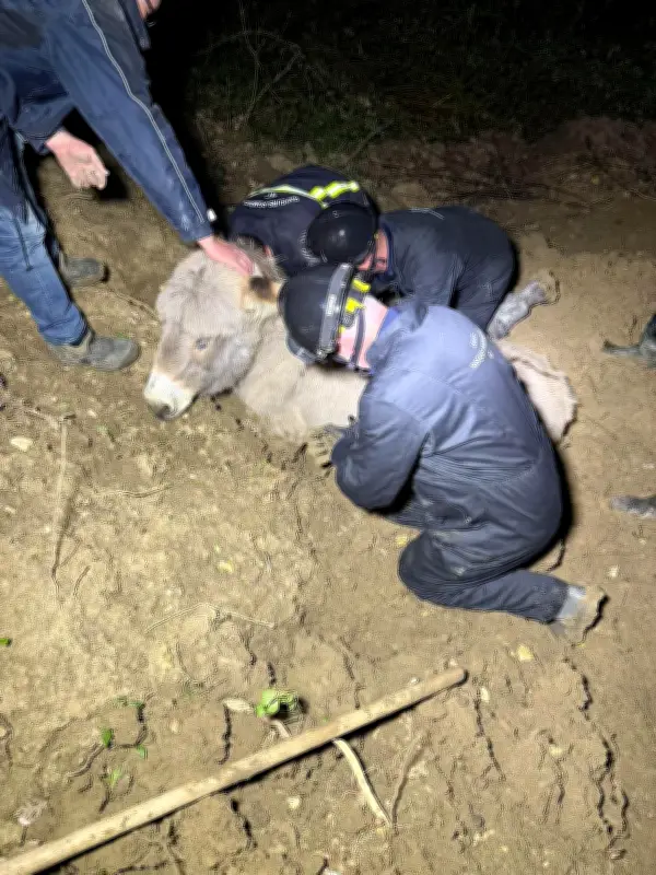 Sauvetage d'un âne enlisé à Foulayronnes : une opération délicate des pompiers