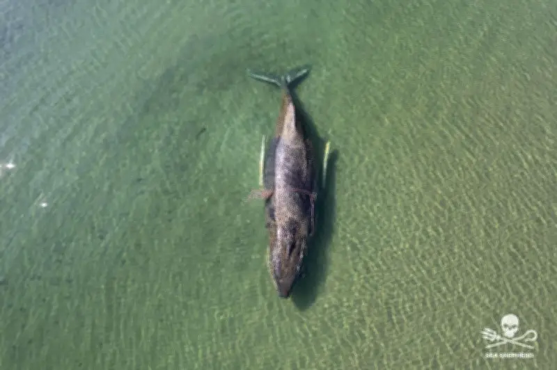 Sauvetage d'une baleine à bosse échouée en mer Baltique : les secouristes creusent un chenal