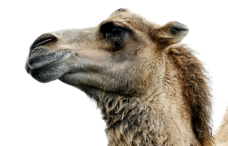 Scandale de chirurgie esthétique sur des chameaux disqualifiés d'un concours de beauté à Oman