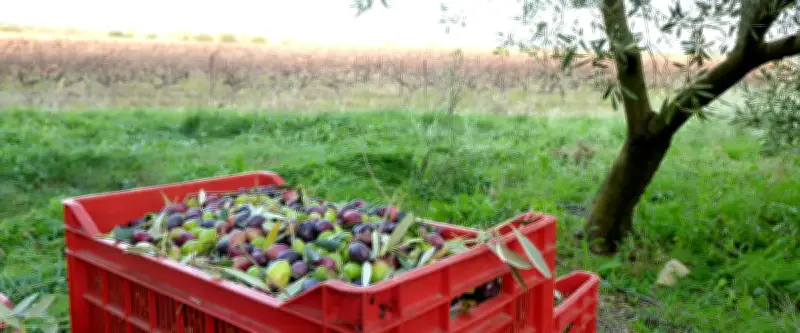 Sorties à Montpellier ce samedi 7 mars : oliviers, festival Hardkaze et Tanguy Pastureau