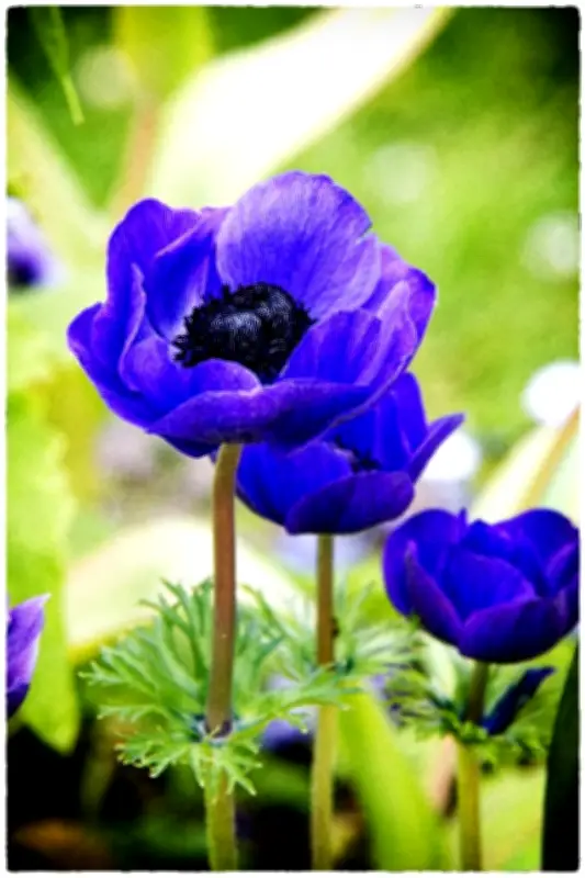 Studio_STAB dévoile « Pétales : une célébration chromatique » à Sauternes