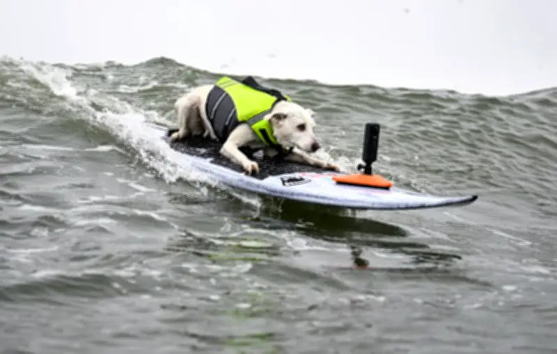 Sugar, la chienne surfeuse légendaire, s'éteint après un combat contre le cancer