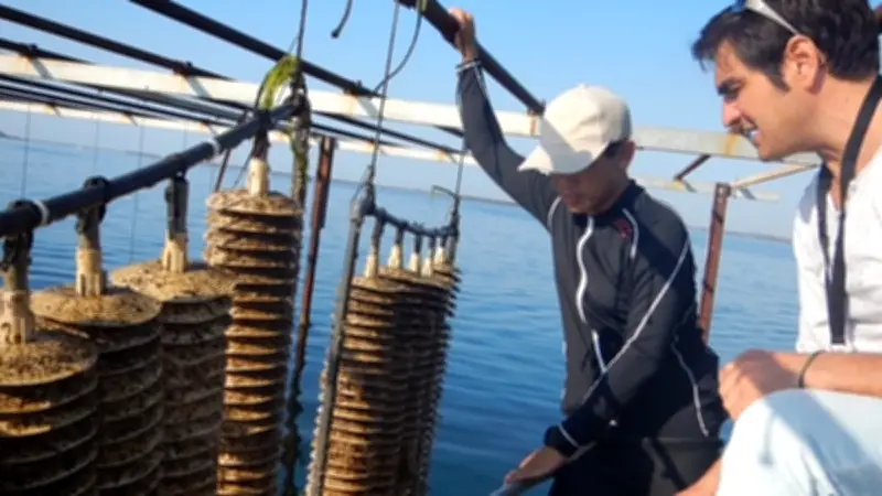 Étang de Thau : la renaissance du captage naturel d'huîtres grâce à 15 ans de recherche scientifique