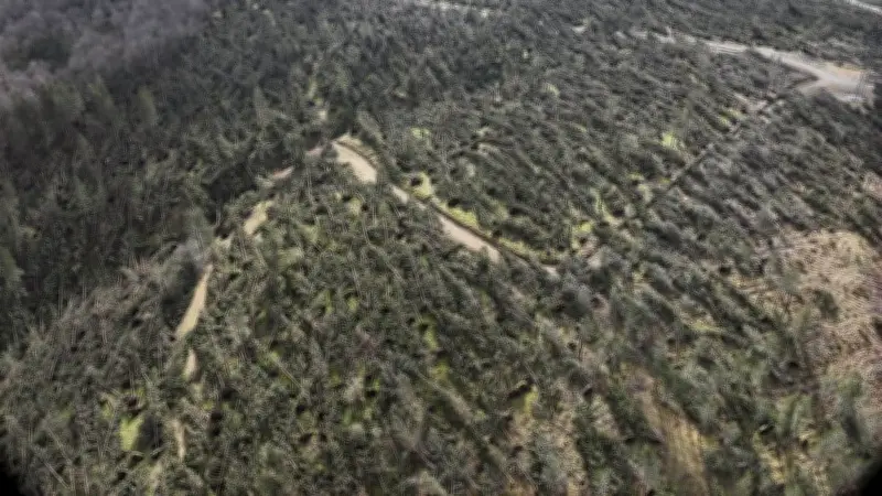 Tempête Nils : les forêts de l'Hérault dévastées, un chantier de reconstruction colossal