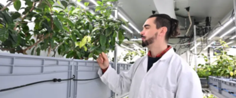 Thé 100% montpelliérain : l'exploit scientifique de Thaïs Lamouroux, seul maître d'art français