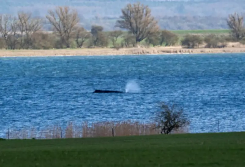 Timmy, la baleine à bosse, captive l'Allemagne dans un périple inattendu