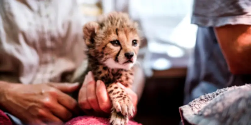 Trafic de guépards entre Somaliland et Golfe : un commerce illégal dévastateur