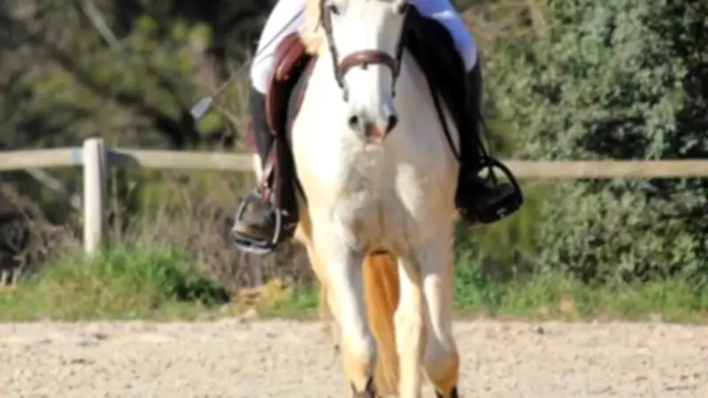 Trinity et Hermès : un dernier rêve équestre avant les championnats de France