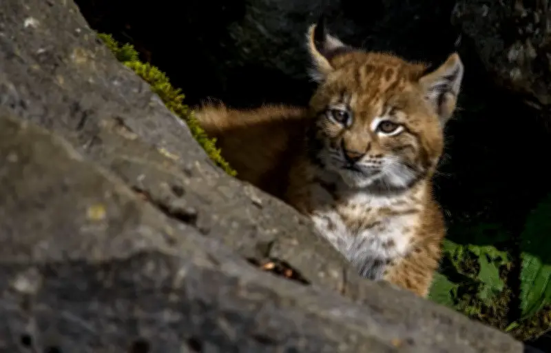 Trois bébés lynx sauvés en Espagne adoptés par une femelle de 17 ans