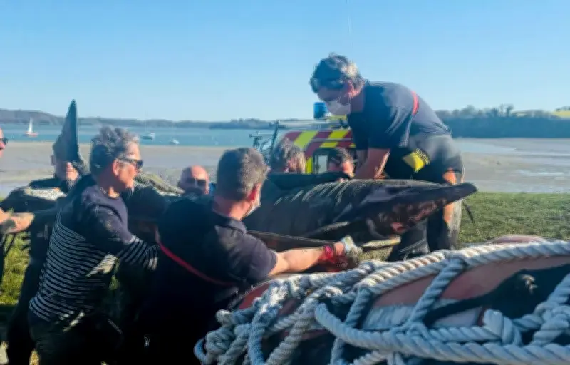Trois dauphins échoués dans la Rance, un sauvetage tragique près de Saint-Malo