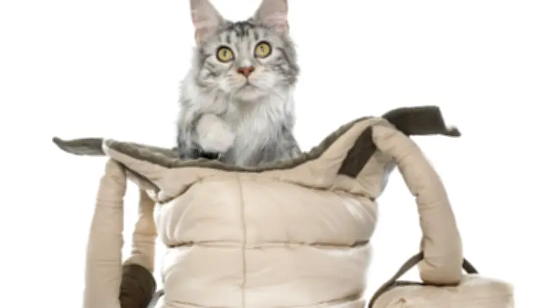 Trois élèves hospitalisés à Saint-Étienne à cause d'une odeur d'urine de chat