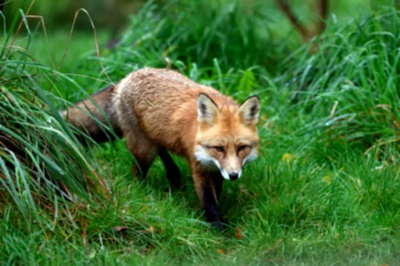 Étude du MNHN : l'élimination massive des animaux « nuisibles » est inefficace