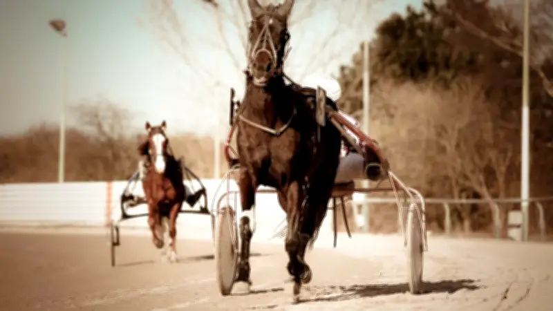 Turquie : un cheval de course retrouvé dans une soupe populaire, scandale alimentaire