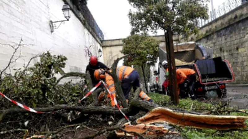Un arbre s'effondre sur un trottoir à Montpellier après les fortes pluies hivernales