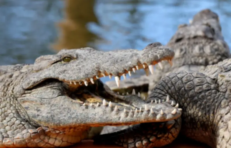 Un avion de tourisme s'écrase dans une baie infestée de crocodiles en Australie