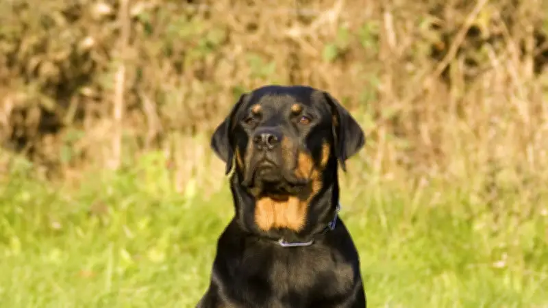 Un bébé de 6 mois grièvement mordu au visage par un Rottweiler en Espagne