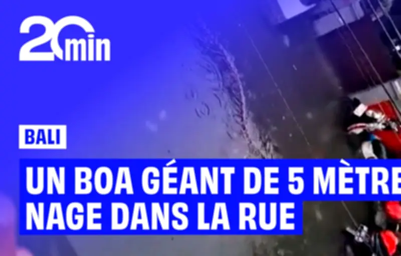 Un boa géant filmé nageant dans les rues inondées de Bali après les pluies torrentielles