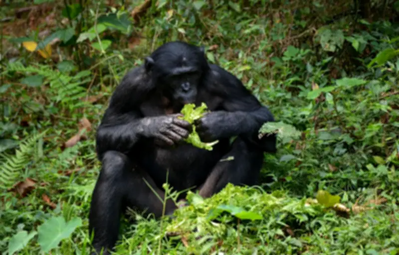 Un bonobo brise une vitre au zoo de Memphis après des provocations d'adolescents