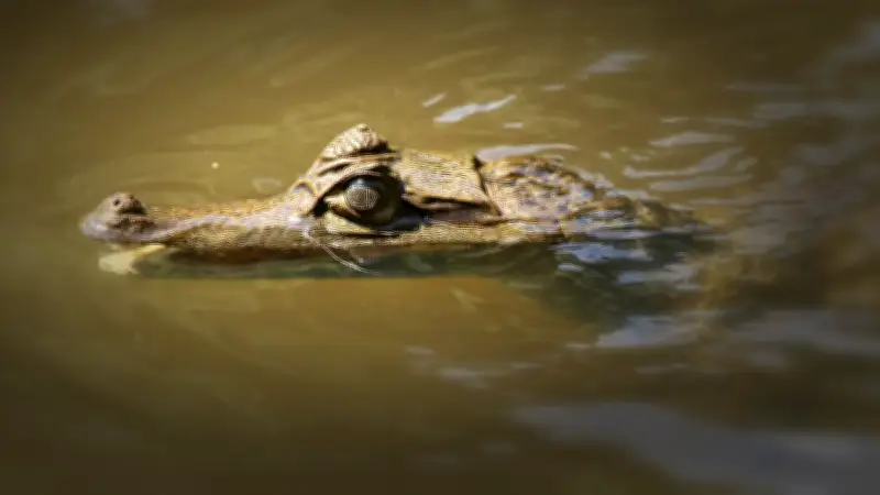 Un caïman découvert mort dans le Doubs : un choc pour les pêcheurs de l'est