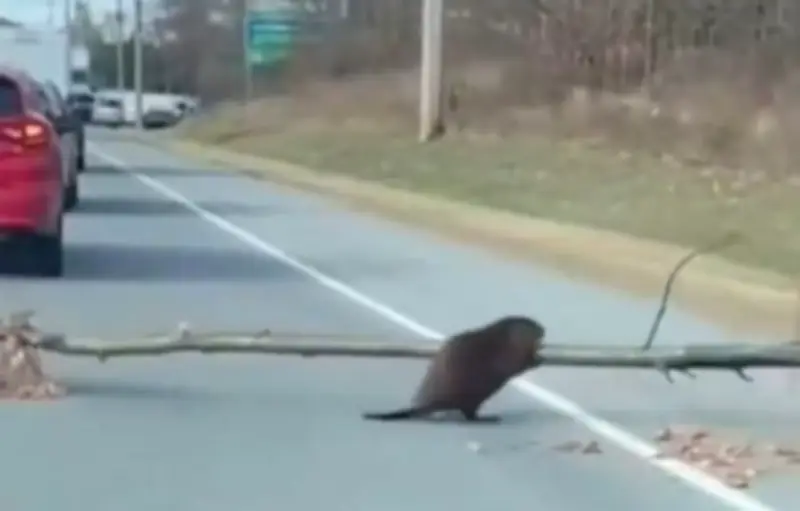 Un castor bloque la circulation ? Une vidéo virale révélée comme un faux généré par IA
