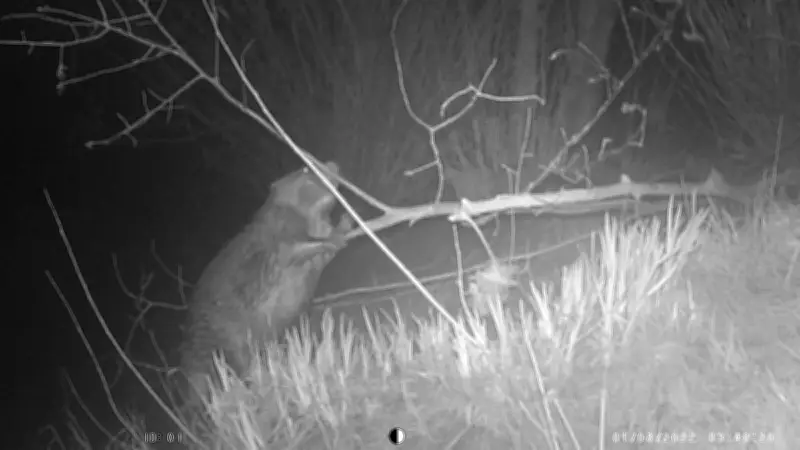 Un castor s'installe au camping de La Cigale de l'Allier en Lozère