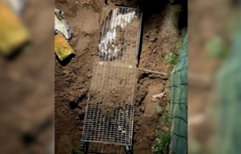 Un chaton enterré vivant dans la Sarthe, un village sous l'emprise de la psychose