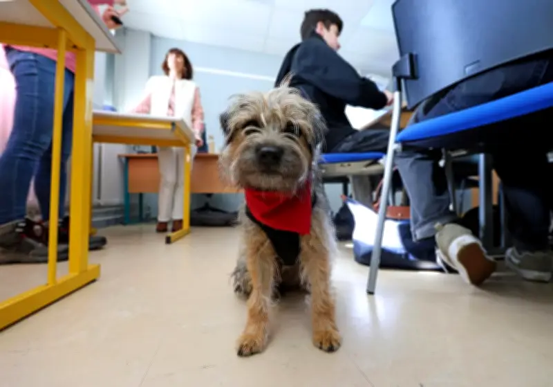 Un chien de médiation en classe au lycée Wlérick : des bienfaits immédiats pour les élèves