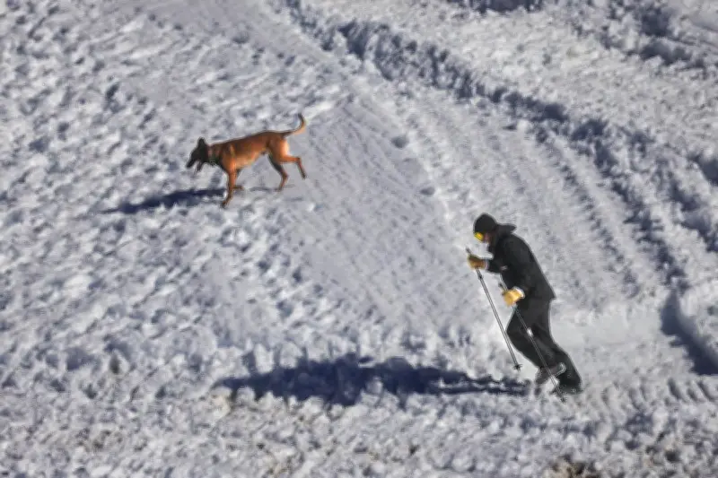 Un chien miraculé sauvé par des alpinistes après neuf jours perdus dans les montagnes grecques