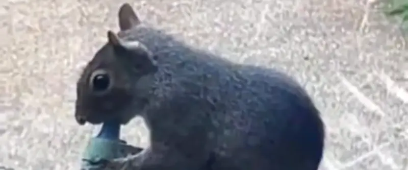 Un écureuil filmé en train de vapoter dans un parc londonien, un phénomène inquiétant