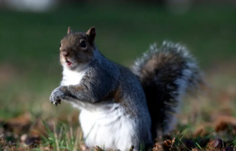 Un écureuil manipule une cigarette électronique à Londres, un signal d'alarme écologique