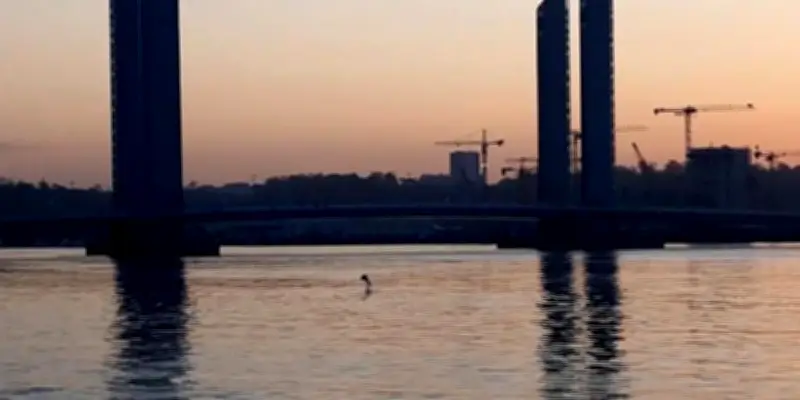Un dauphin dans la Garonne : un phénomène rarissime qui se répète à Bordeaux