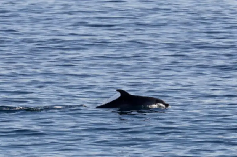 Un dauphin offre un spectacle rare dans la Baie des Anges à Nice