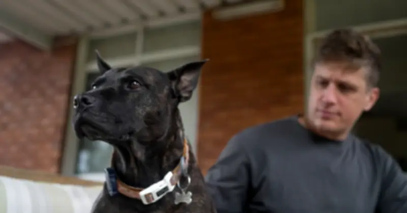 Un entrepreneur utilise l'IA pour sauver son chien atteint d'un cancer incurable