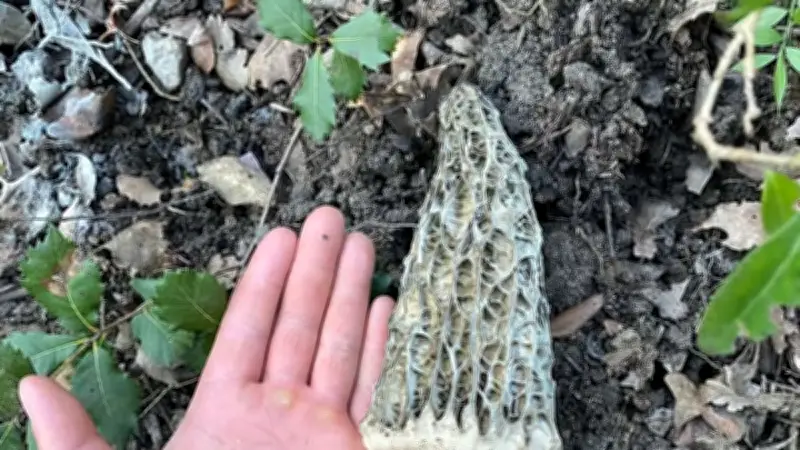 Un Gardois découvre une morille géante de 24 cm dans la forêt de Valbonne