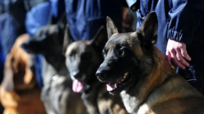 Un jeune homme jugé pour abandon volontaire après la mort de sa chienne malinoise à Montpellier