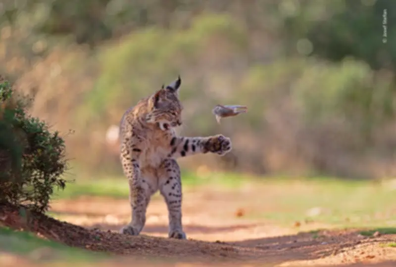 Un jeune lynx jouant avec un rongeur remporte le prix du concours Wildlife