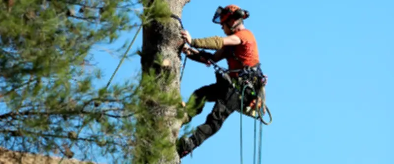 Un élagage tourne au drame : un homme de 60 ans héliporté après une chute sur sa tronçonneuse