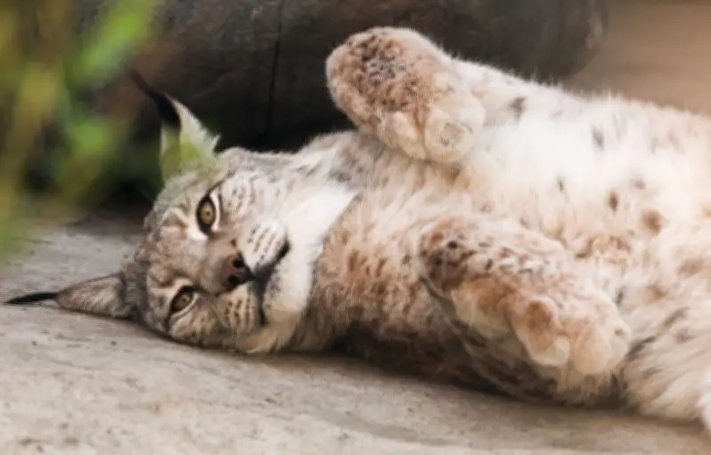 Un lynx sans oreille intrigue les scientifiques en Suisse, sa capture envisagée