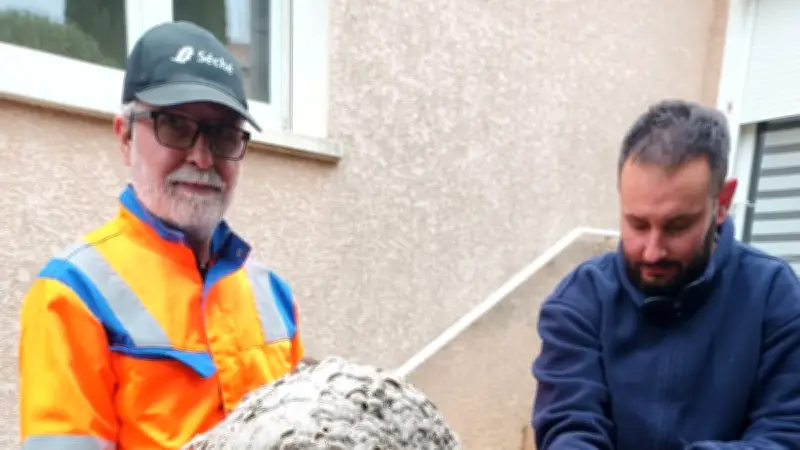 Un nid de frelons asiatiques découvert dans le vide sanitaire d'une maison à Valras-Plage