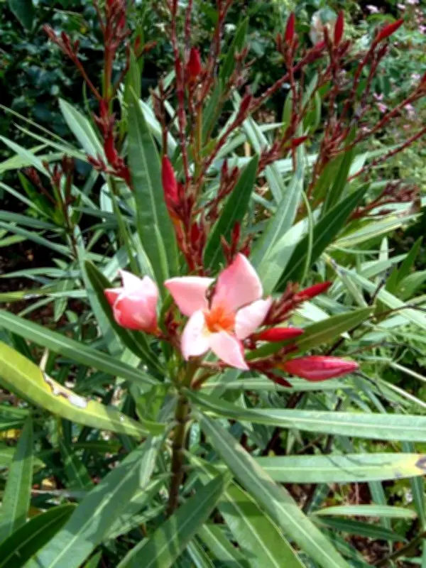 Un octogénaire de Dax suspecté d'avoir empoisonné sa femme avec du laurier-rose