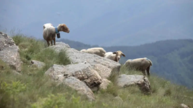 Un pacte inédit pour l'avenir des Causses Cévennes face au climat