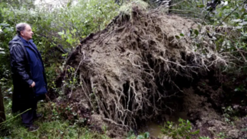 Un pin bicentenaire s'effondre à Saint-Jean-de-Védas, bloquant l'accès au château