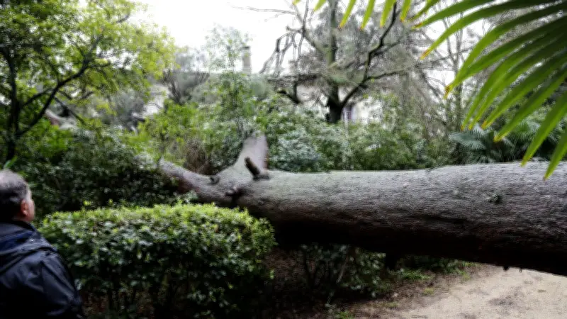Un pin géant de 30 mètres s'effondre au domaine du Claud à Saint-Jean-de-Védas