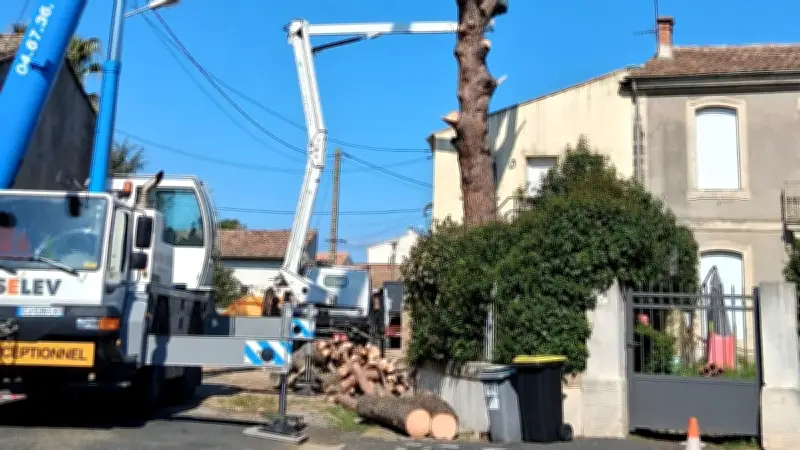 Un pin parasol centenaire abattu à Saint-Brès pour prévenir les risques