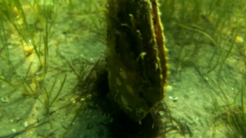 Un plan de sauvegarde inédit pour la grande nacre, espèce en danger critique d'extinction en Méditerranée